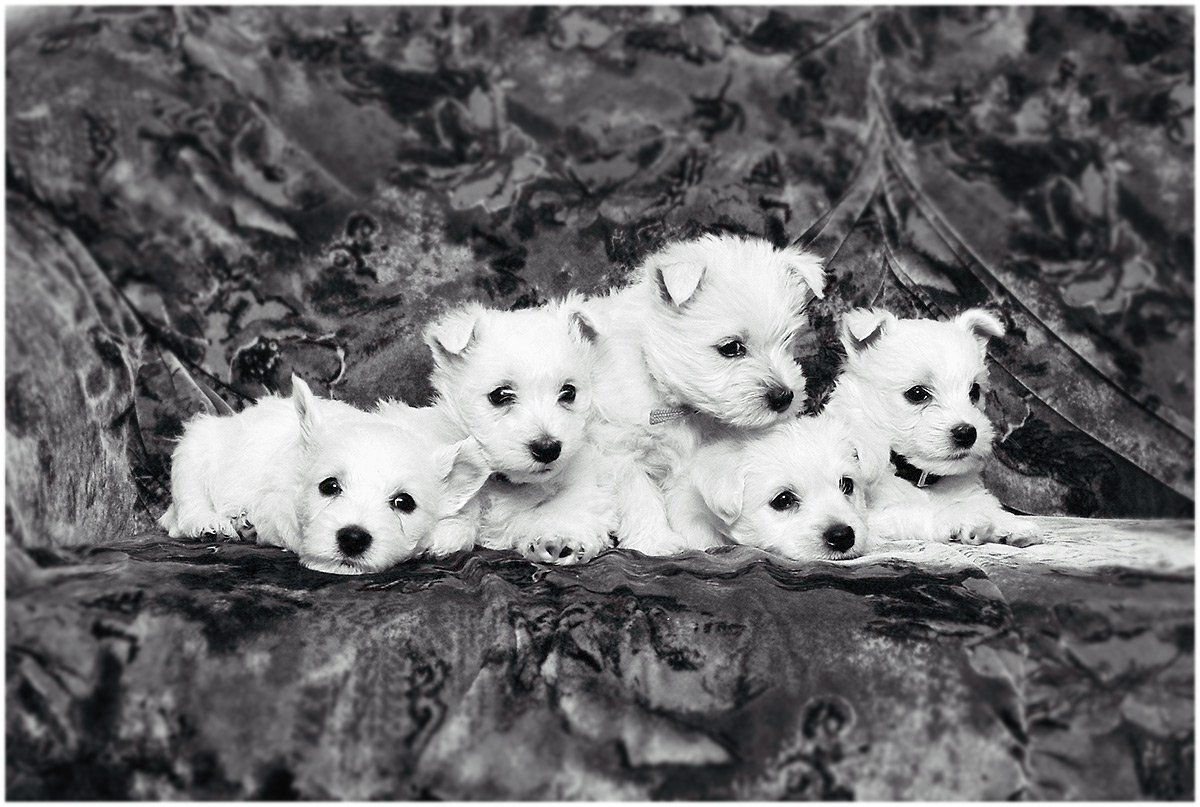 Westie-puppies (1995) (orig. analoog)