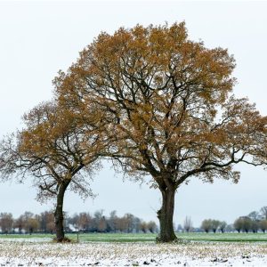 Gendringen, tussen herfst en winter aan de Eikelenboomseweg, 4-12-23 [312_0929]